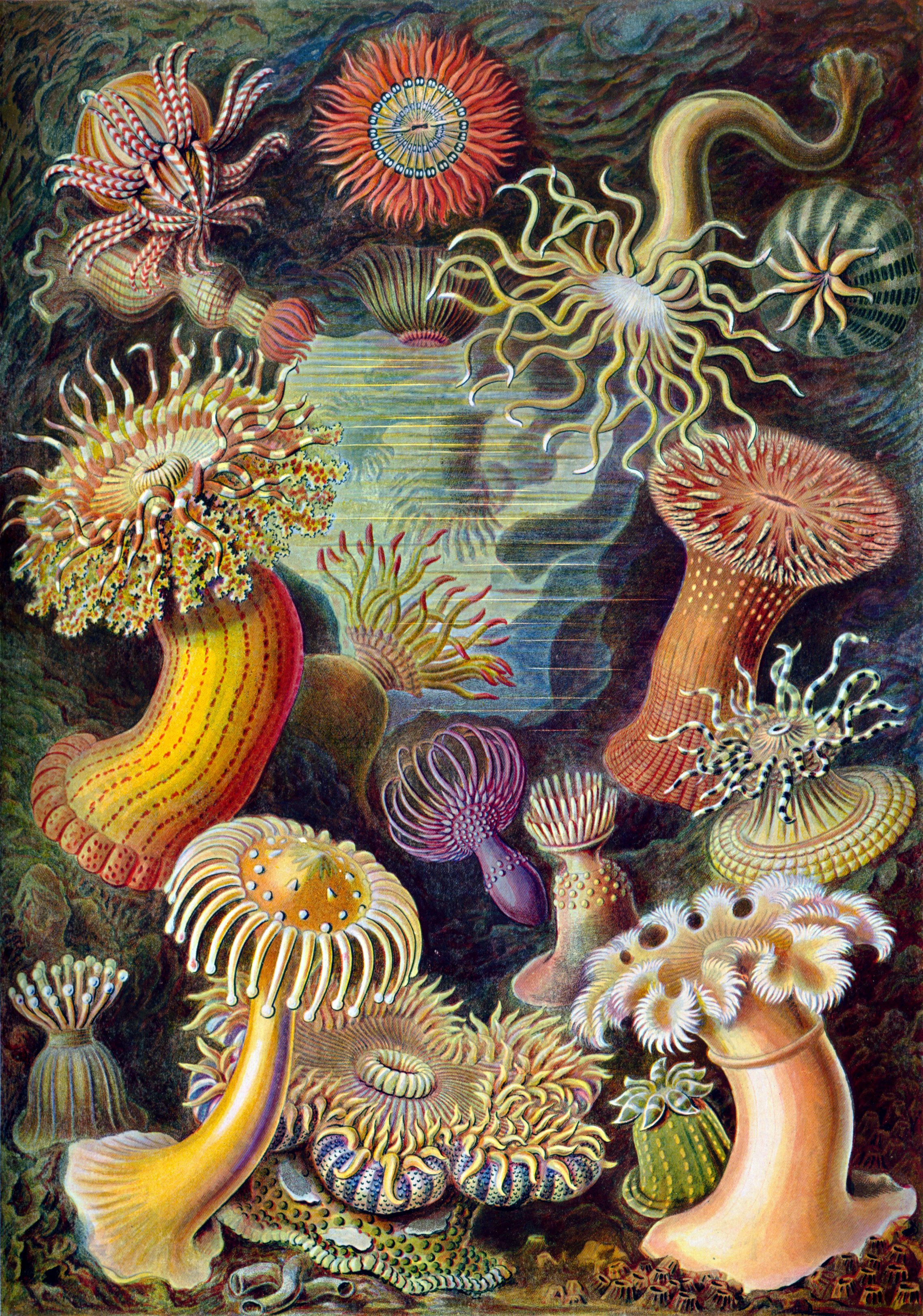 Haeckel sea anemone